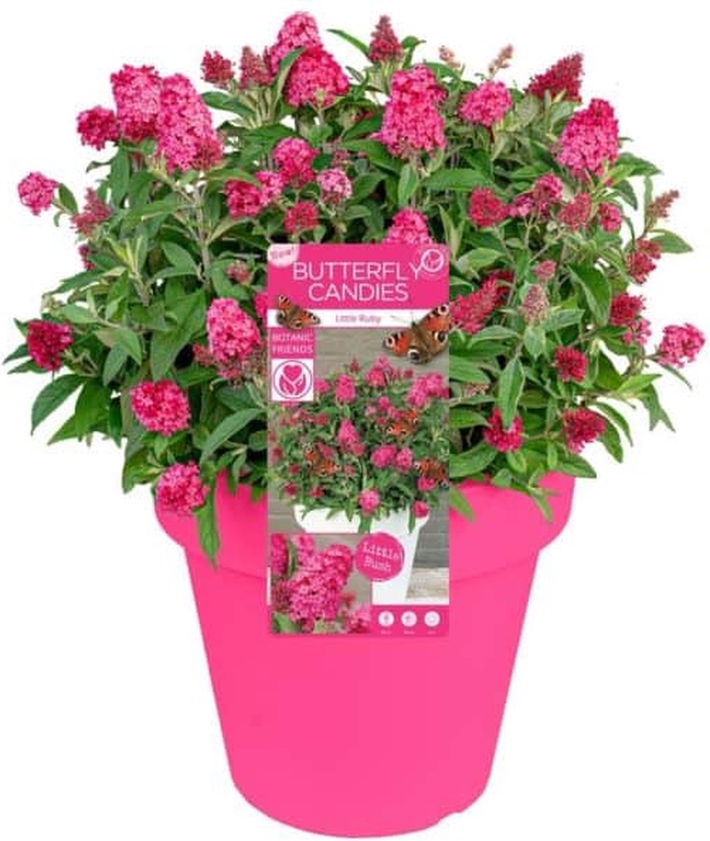 Merkloos 2x Buddleja Davidii Butterfly Candy ´Little Ruby´ – Dwergvlinderstruik In C3 Liter Pot