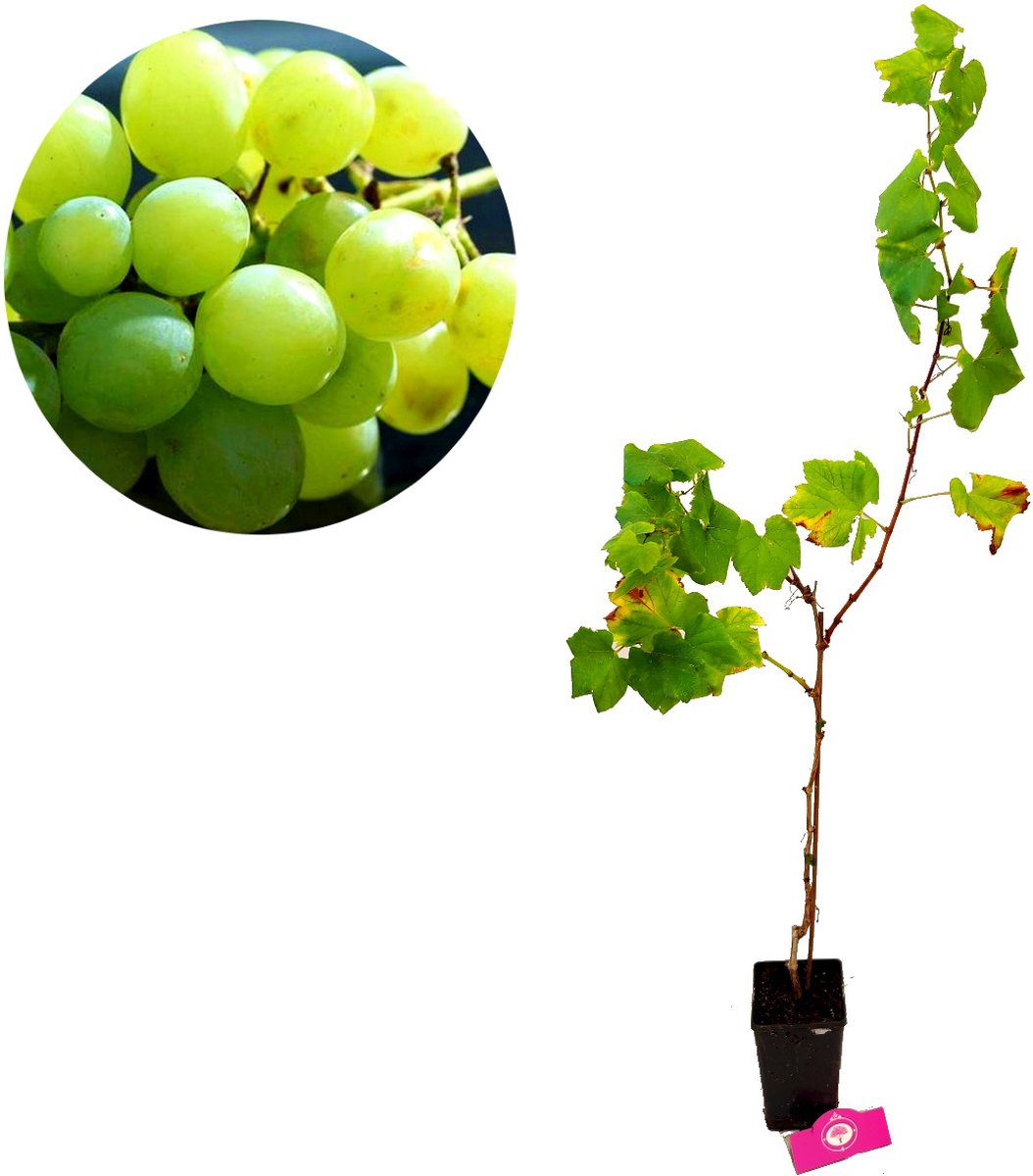 Set Van 3 Druivenplanten - Rode, Blauwe En Witte Druif - Hoogte 70cm - Vitis Vinifera