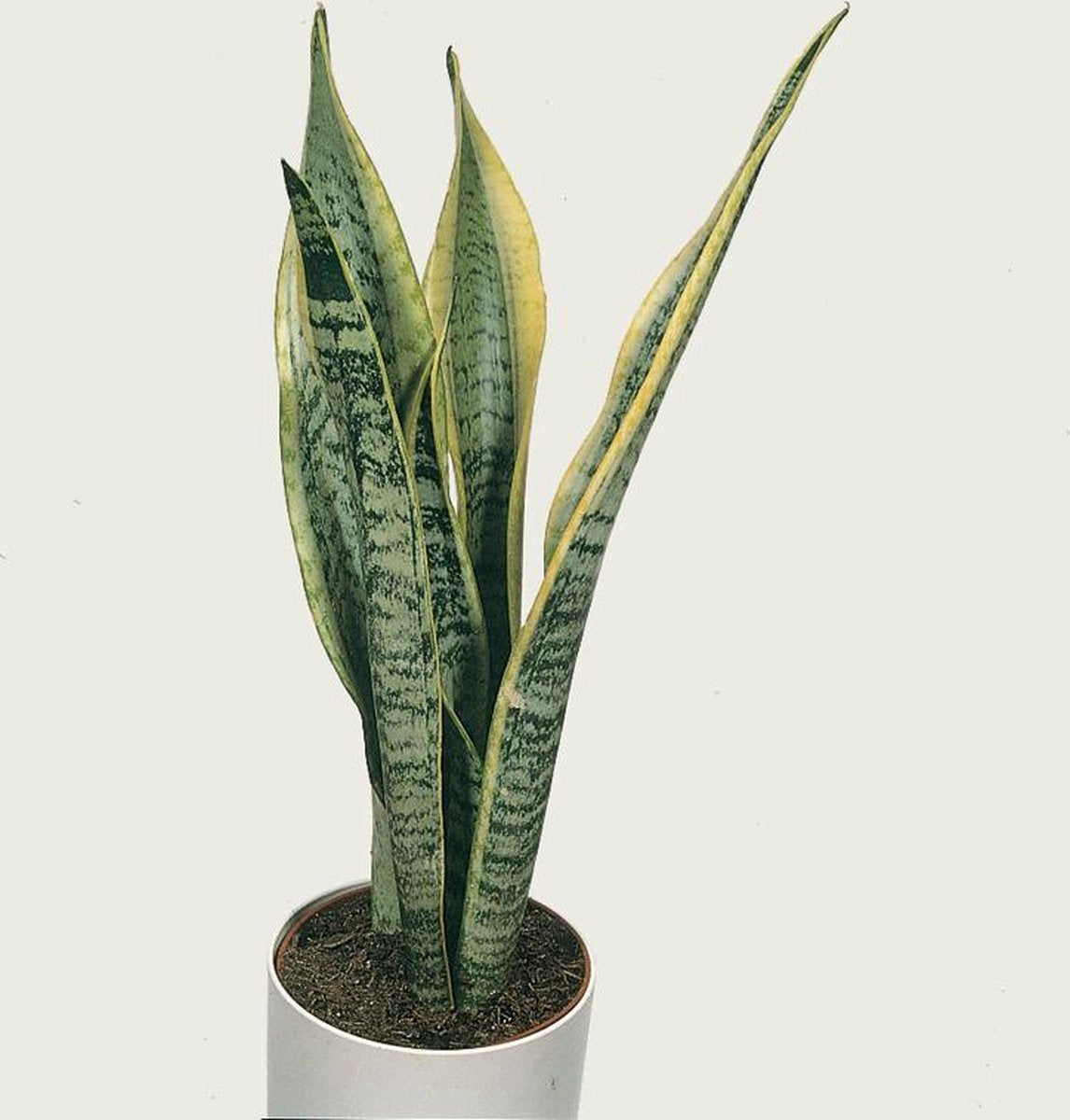 Sansevieria XL 'Zeylanica' Per Stuk | Vrouwentong - Kamerplant In Kwekerspot ⌀17 Cm - ↕65 Cm