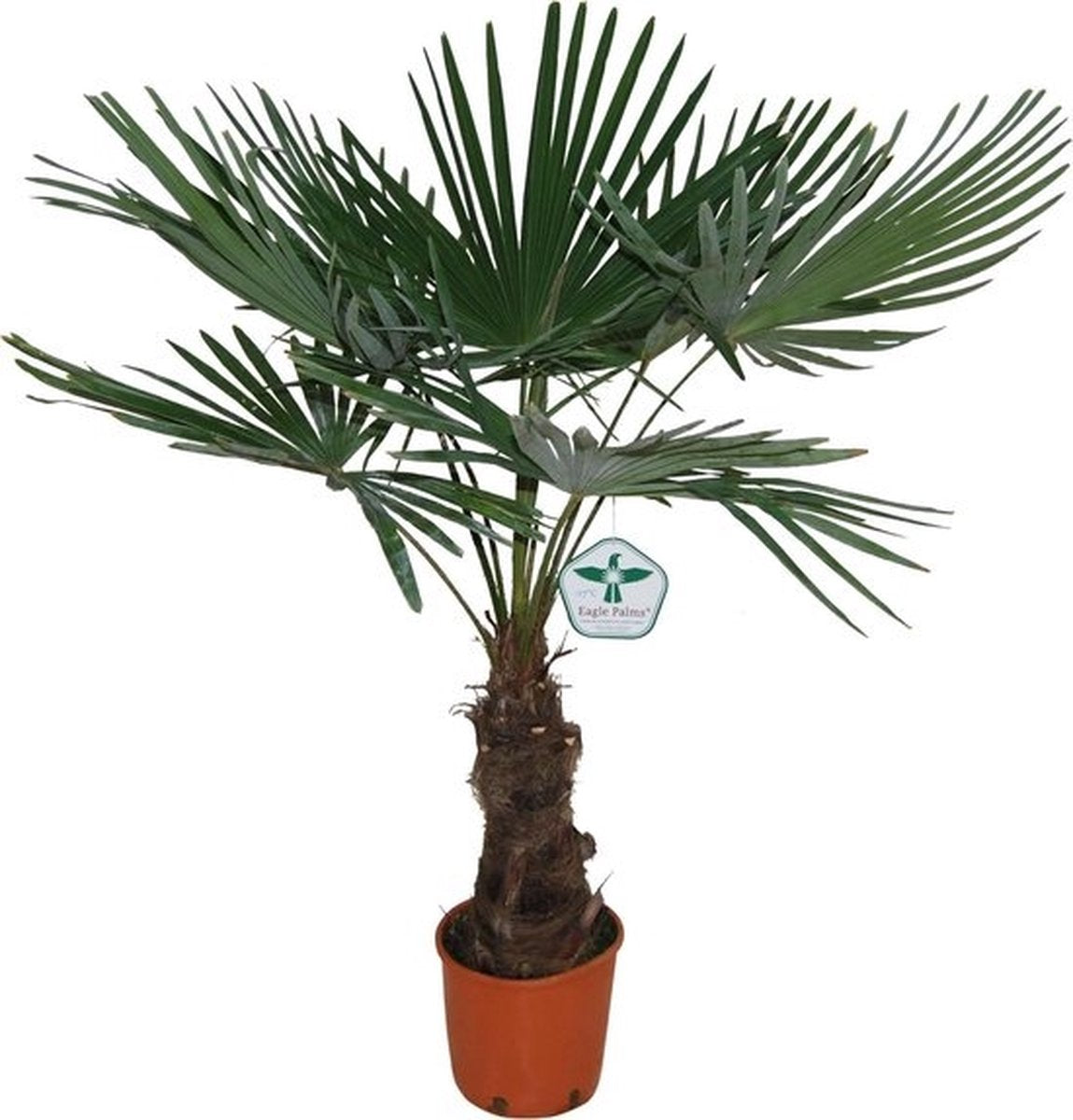 Winterharde Plamboom - Trachycarpus Fortunei 130cm