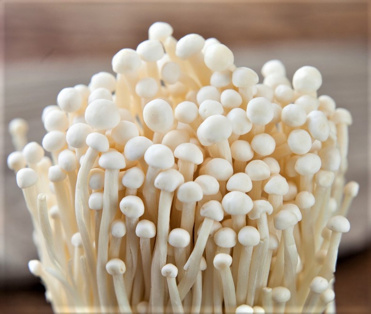 ToshiFarm Broed Voor Enoki - 50 Gram - Zelf Enoki Kweken - Broed Voor Fluweelpootje - Paddenstoel Sporen - Eco Cadeau