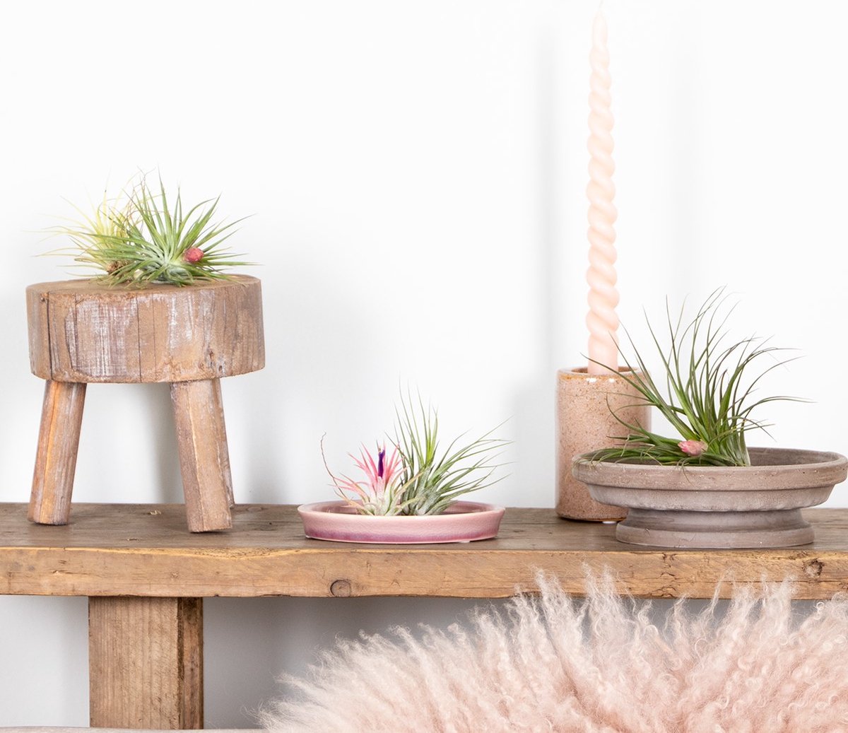 5x Tillandsia Mix - Luchtplantjes - Kamerplant – Onderhoudsvriendelijk