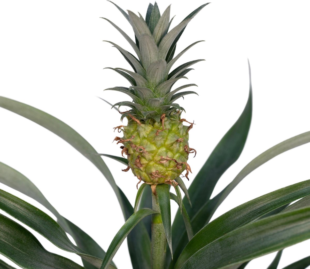 Bromelia - Ananasplant - 30cm