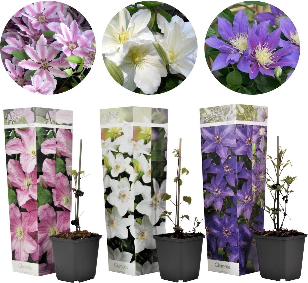Plant In A Box - Mix Van 3 Clematis - Clematis Hybrid 'Mme Le Coultre', 'Hagley Hybrid', 'Polish Spirit' - Pot 9cm - Hoogte 25-40cm