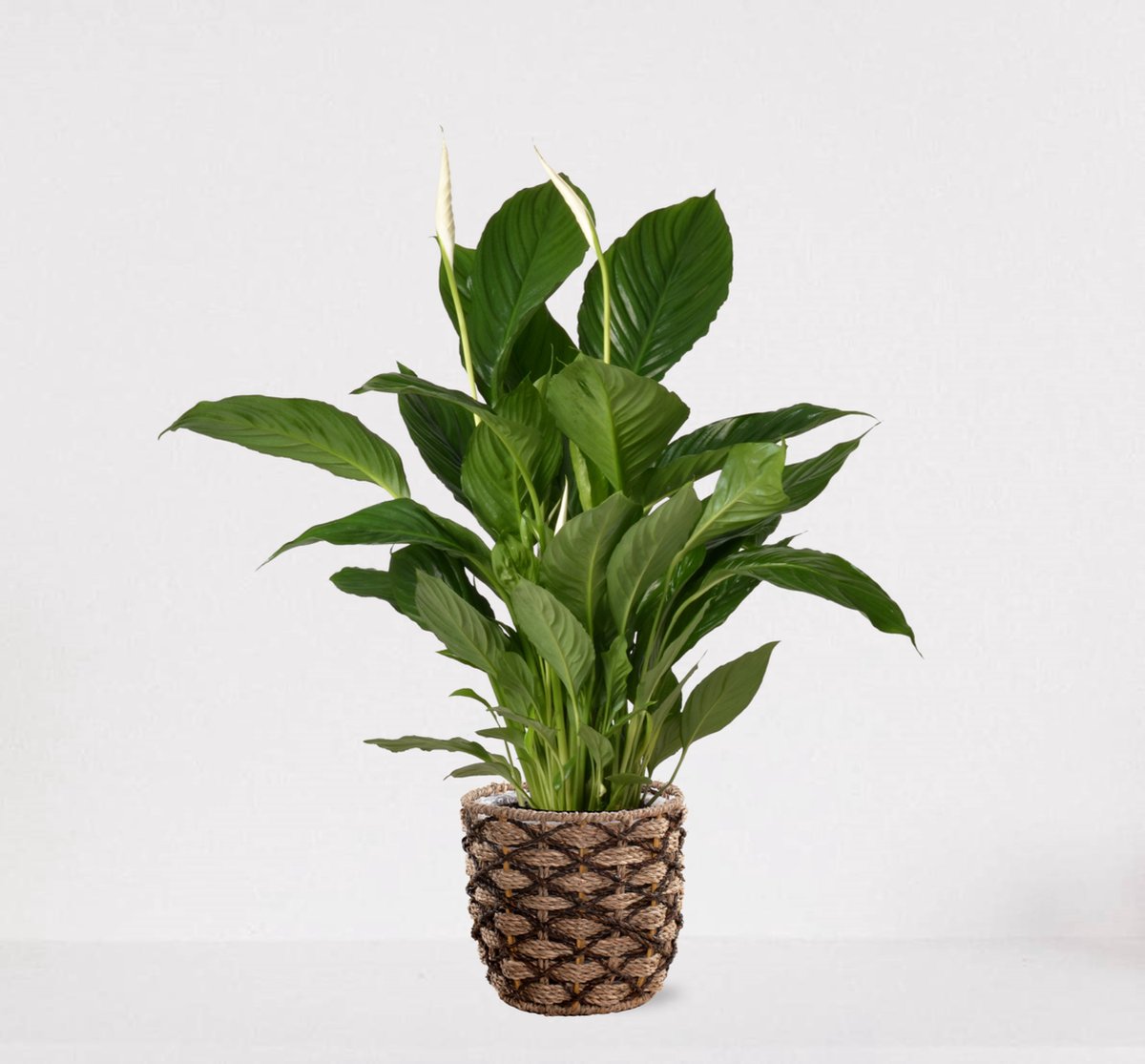 Spathiphyllum In Siermand Guusje Naturel – Witte Kamerplant – Luchtzuiverende Lepelplant - ↕60-75cm - Ø18 – Geleverd Met Plantenpot – Vers Uit De Kwekerij
