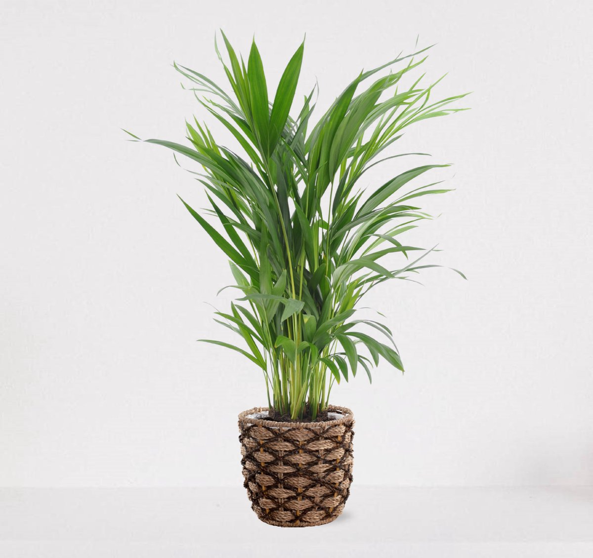 Areca In Siermand Guusje Naturel – Luchtzuiverende Kamerplant – Eenvoudig Te Onderhouden Goudpalm - ↕55-70cm - Ø18 – Geleverd Met Plantenpot – Vers Uit De Kwekerij