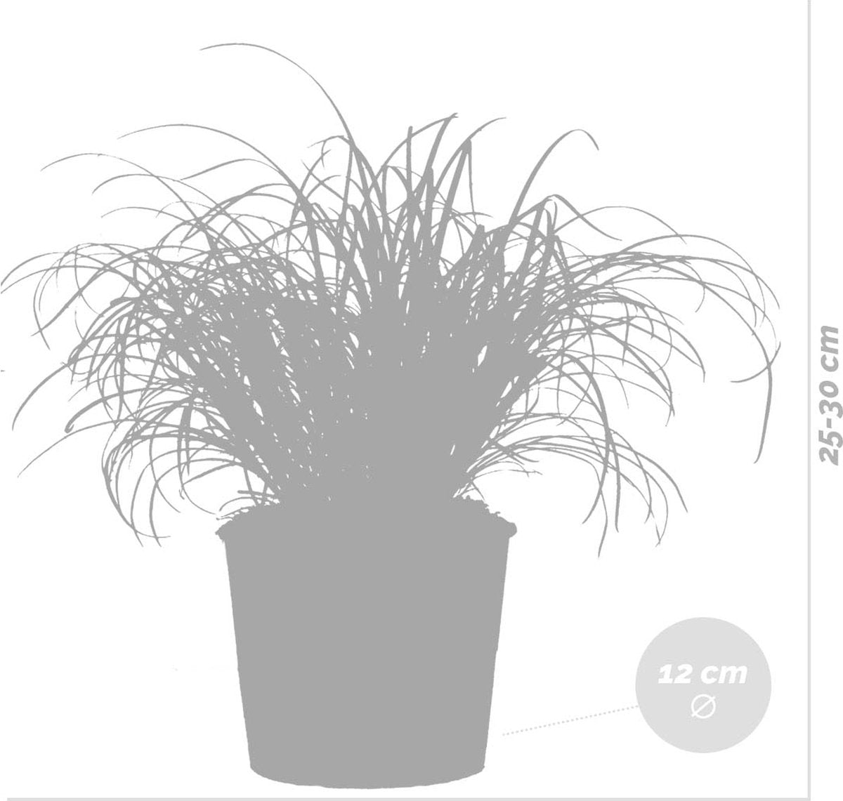 Cyperus Alternifolius 'Zumula' - Kattengras - Kamerplant - Huisdiervriendelijk - ⌀12 Cm - 20-25 Cm