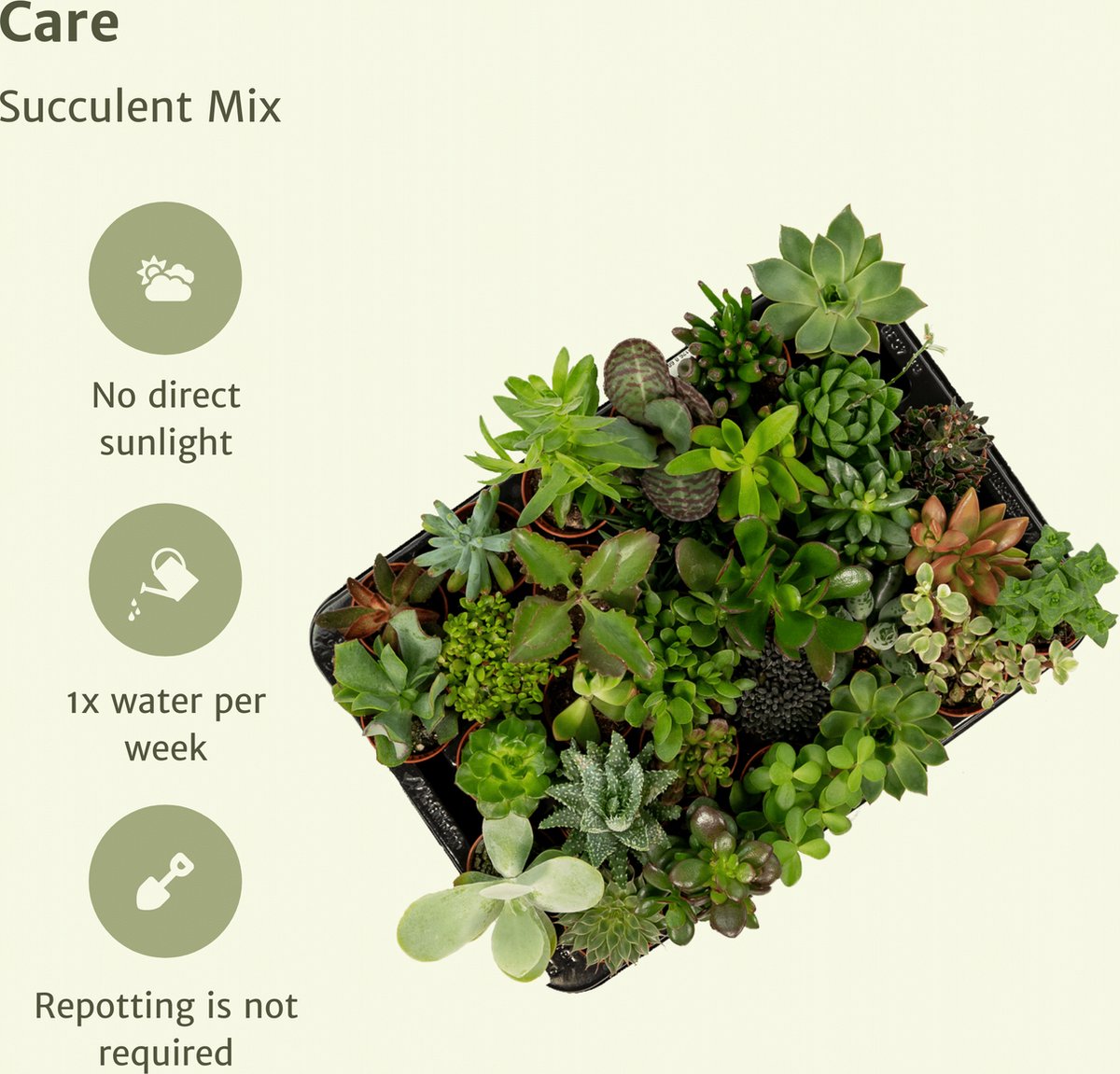 Succulent - Succulenten Mix - 20 Stuks - 7cm Hoog, 5,5Ø - Kamerplant - Zonder Mand