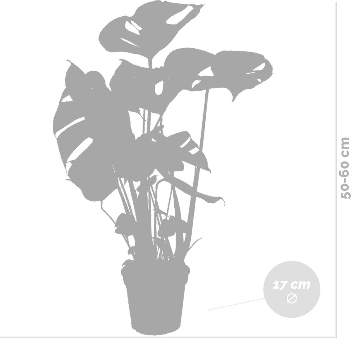 Monstera Deliciosa - Gatenplant - Kamerplant - Luchtzuiverend - ⌀17 Cm - 50-60 Cm