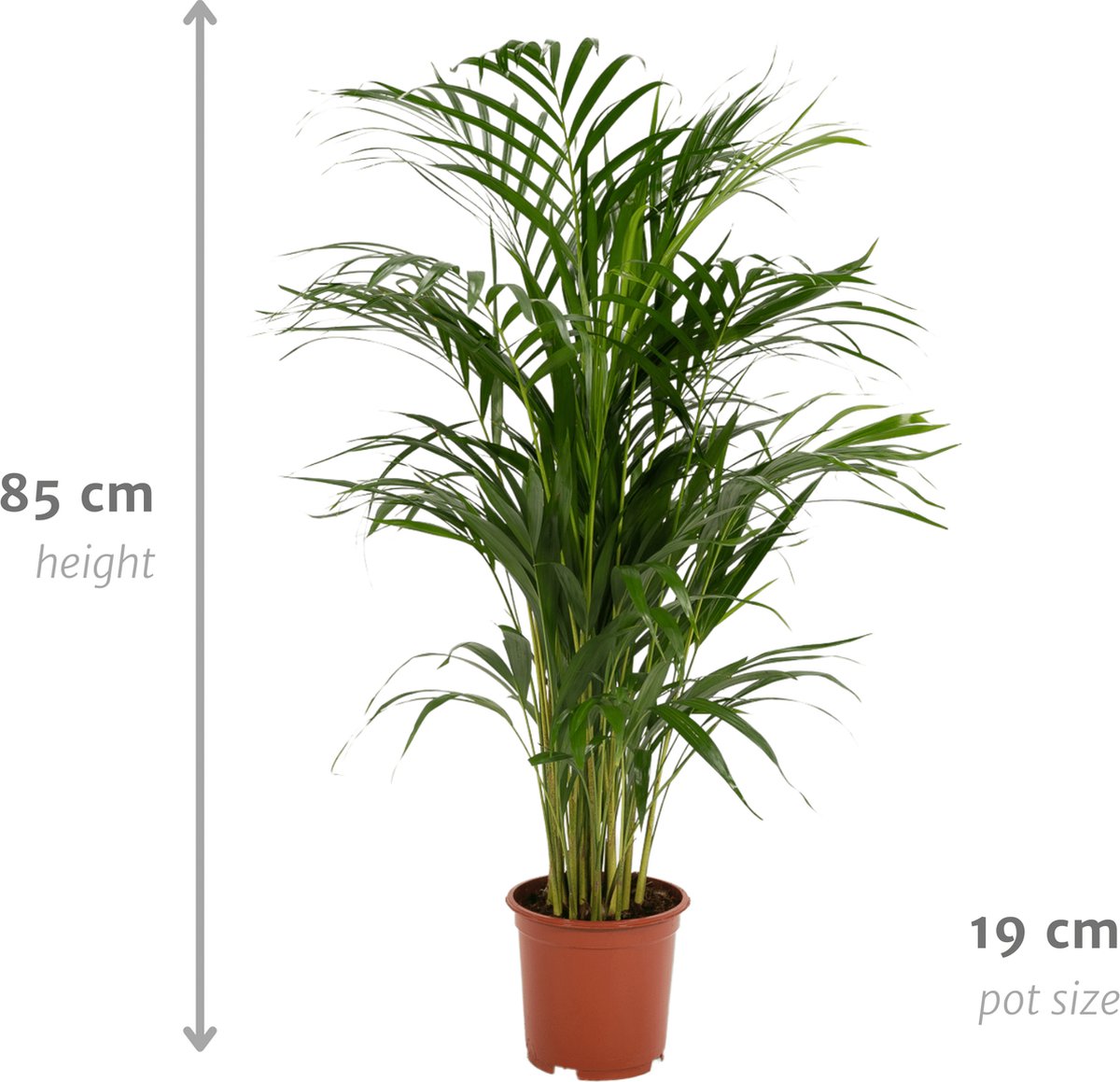Areca Palm - Goudpalm/Dypsis Lutescens - 85cm Hoog, 19Ø - - Zonder Mand