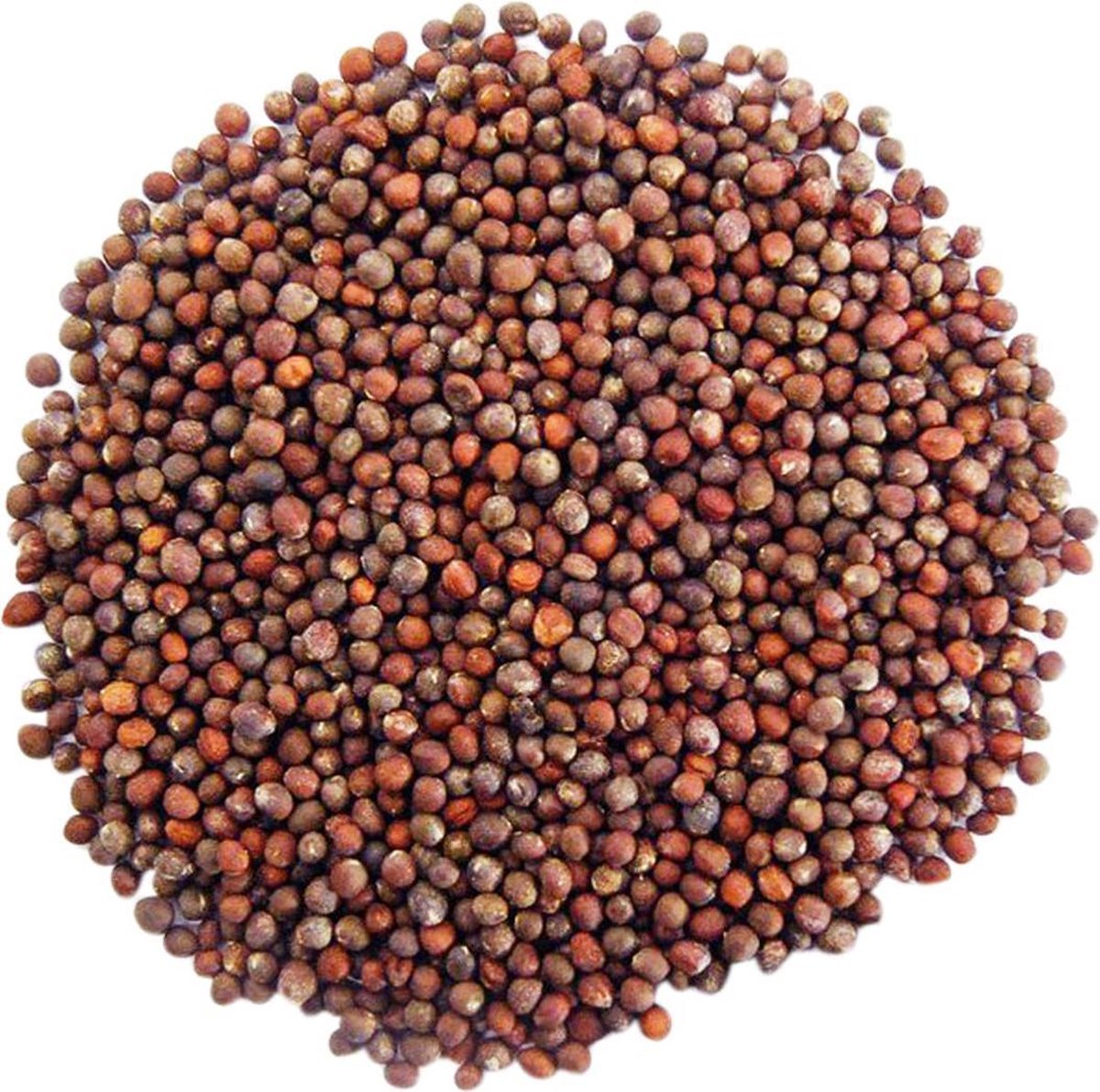 Biologische Broccoli Kiemzaden 250 Gram