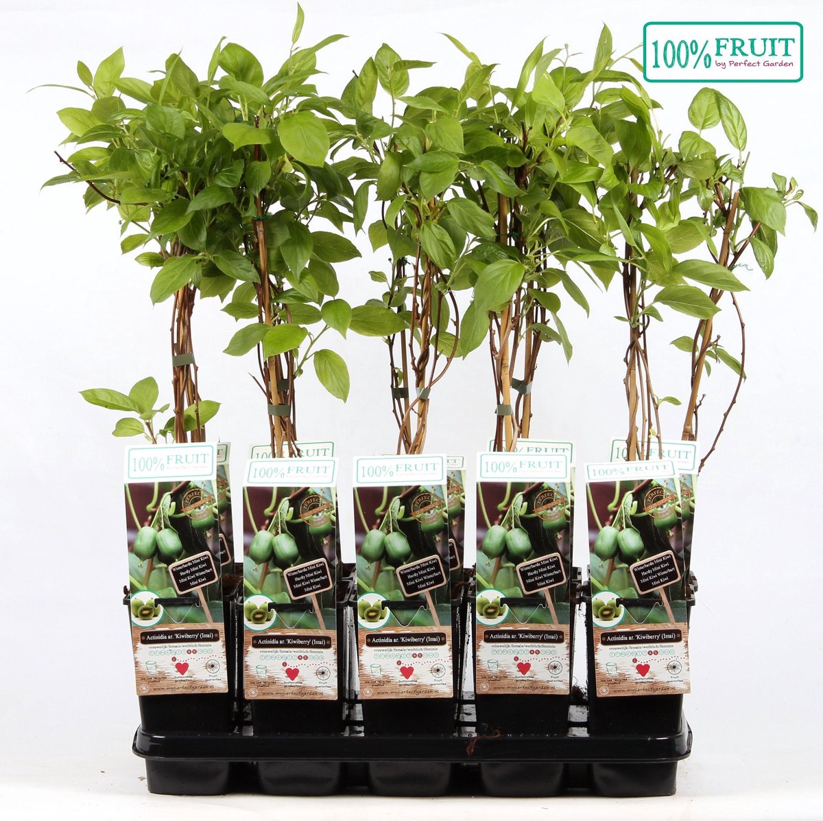 Kiwibes Zelfbestuivend – Actinidia Arguta Kiwiberry (Issai) Fruitstruik