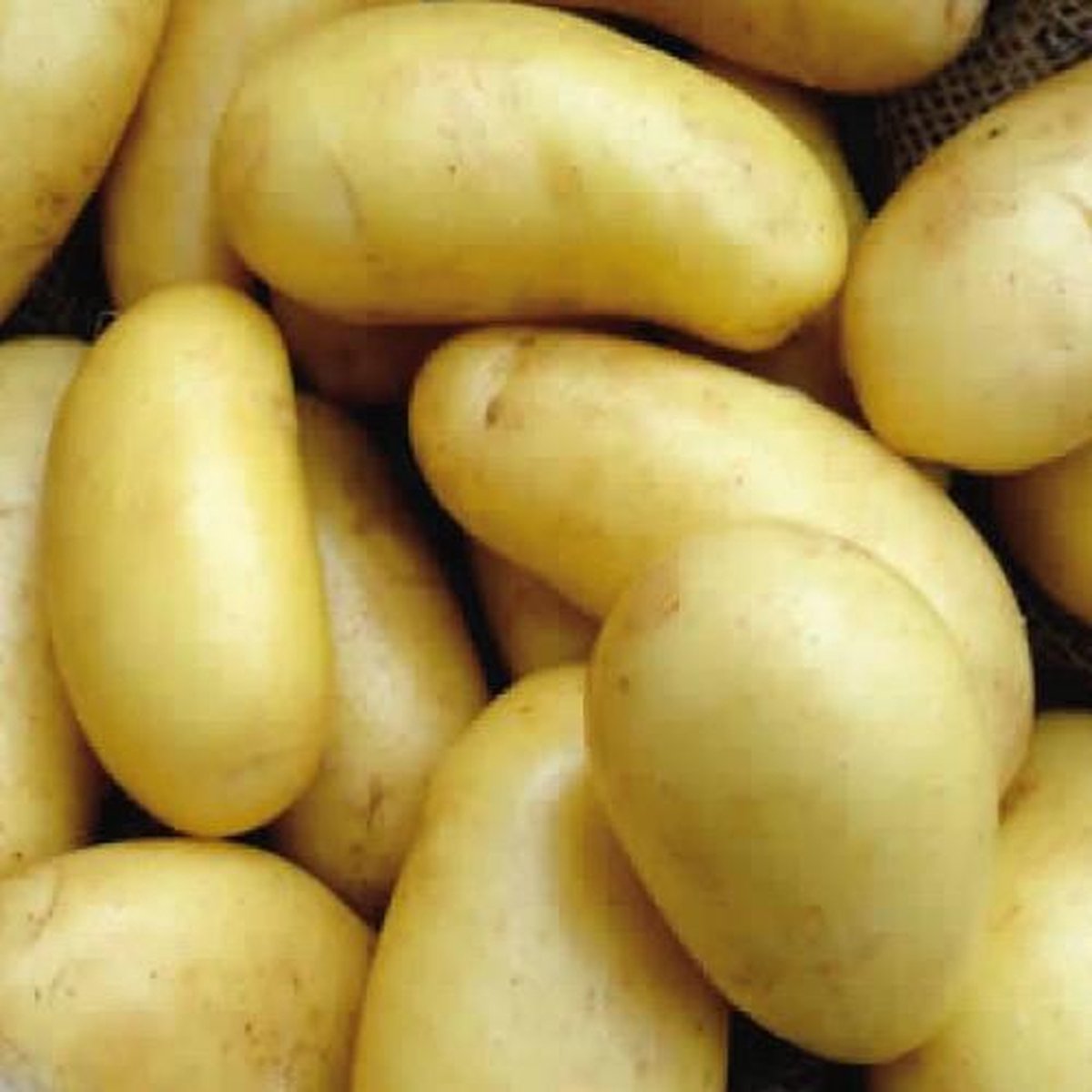 Pootaardappel 'Annabelle', Maat 28/32 - Zeer Vroeg Ras - 1kg (35-40st.)