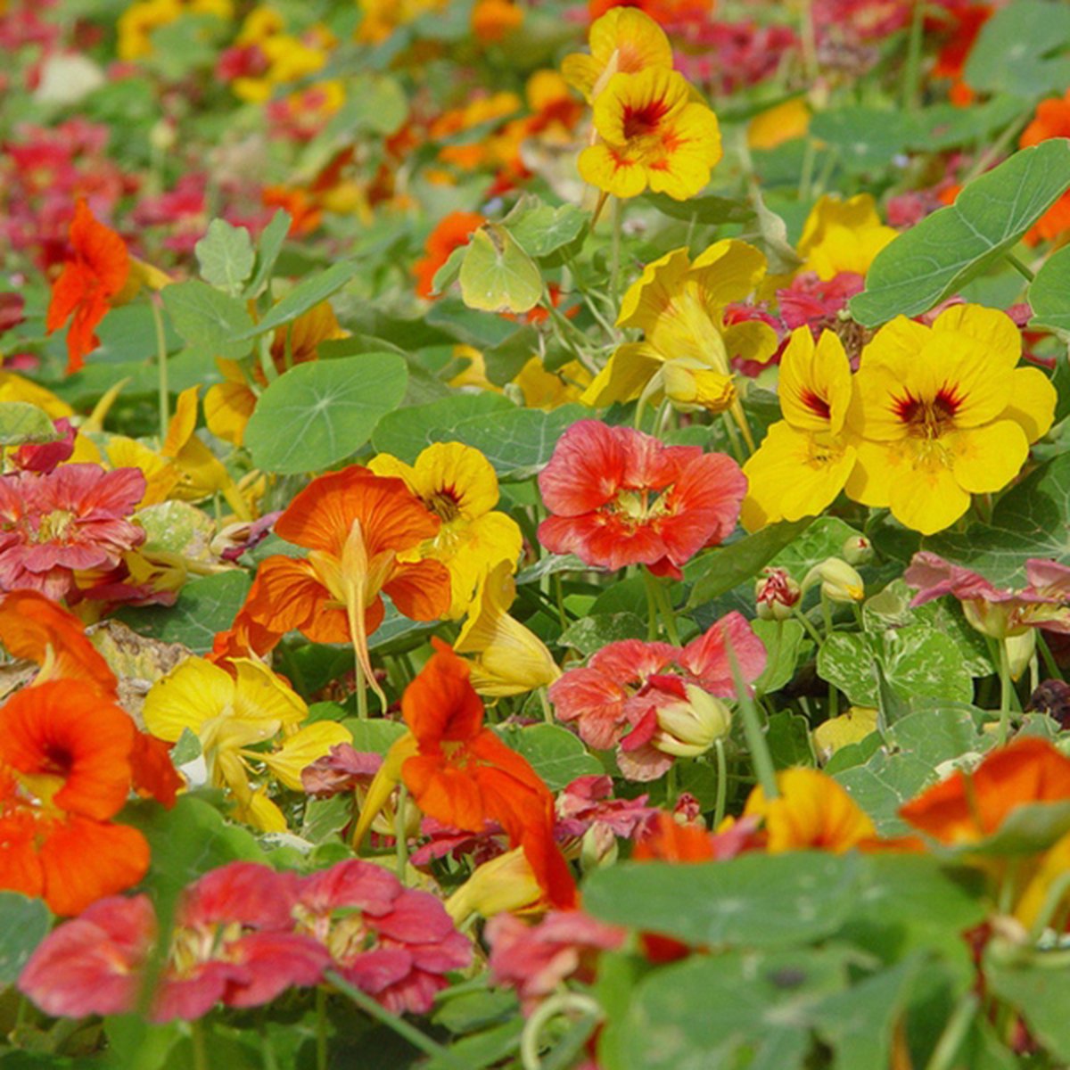 Oost-Indische Kers Lage Bio, Heel Makkelijk Te Kweken En Veelzijdige Plant Met Eetbare Bloemen En Blad