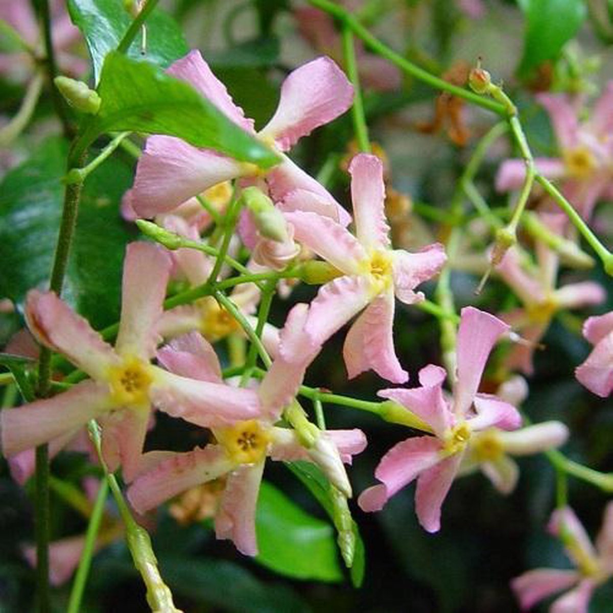 3 X Toscaanse Jasmijn Gemengd (3 Halen, 2 Betalen!) - Mix Geel, Wit En Roze Jasmijn Plant | Groenblijvend/Wintergroen En Winterhard - Klimplanten - Goed Voor 1 Strekkende Meter Haag Met Bloemen | 3 X 1,5 Liter Pot - Te Combineren Met Rozen In Klimrek