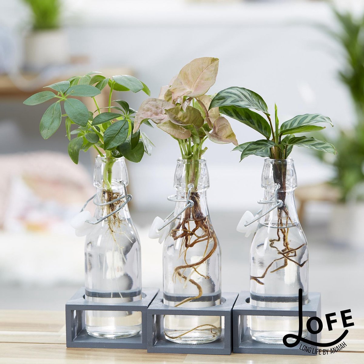 LOFE-Green Jewel-triple-Hydroponie, 3 Plantjes Samen Op Water