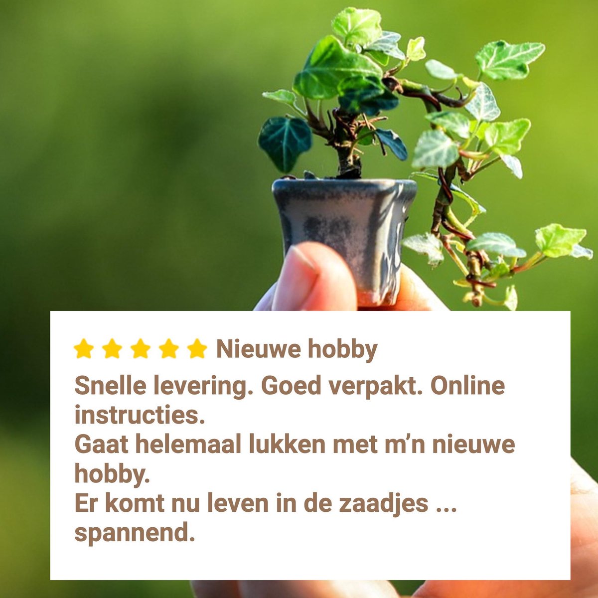 B-seed Zaden Set Incl. E-Book Bonsai Zaden Kweken - Boompje In Pot - Kamerplanten - Kweekset – Cadeau Man & Vrouw - Geschenkset