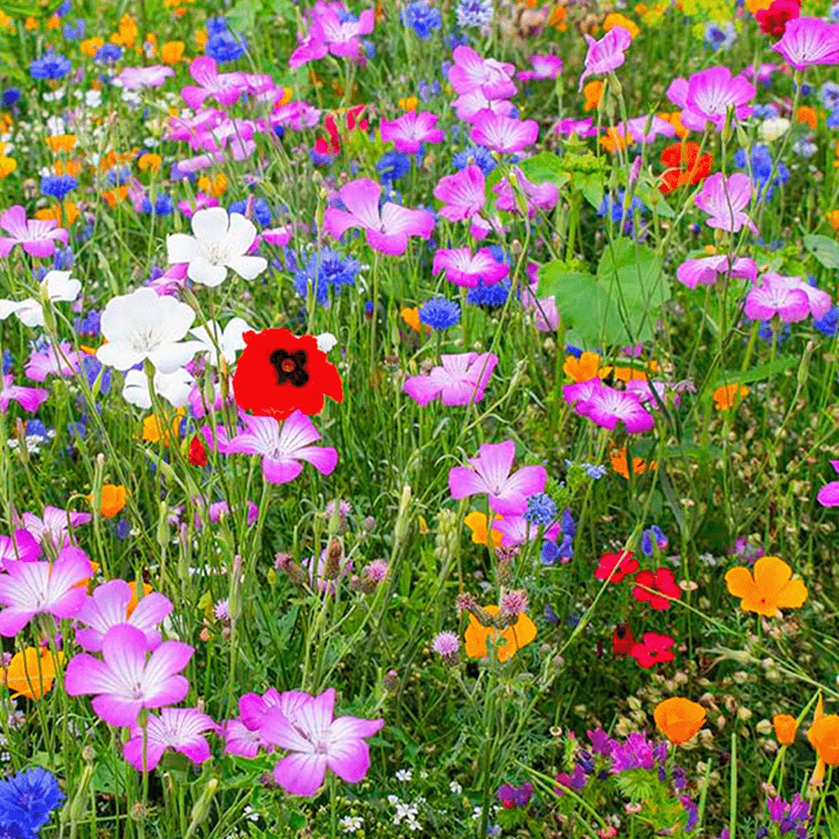 Wildbloemen 1- En Meerjarig | 50 Gram Voor 25m2 | Premium Wilde Bloemzaden Veldbloemen Mengsel | Nederlands Product