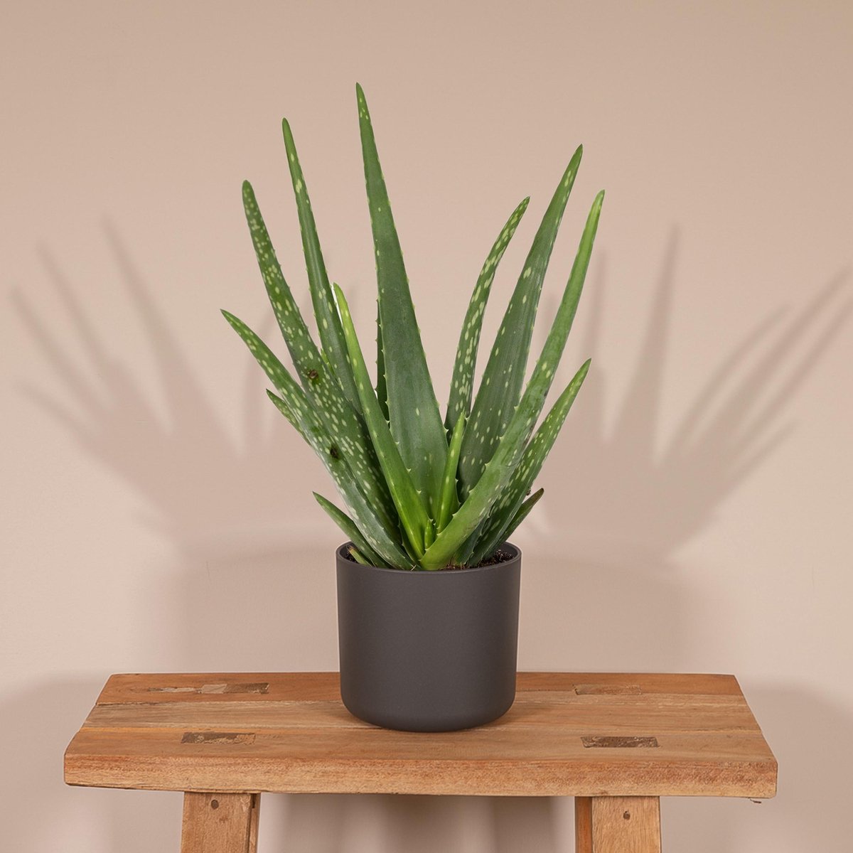 Aloe Vera - Succulent - 40cm