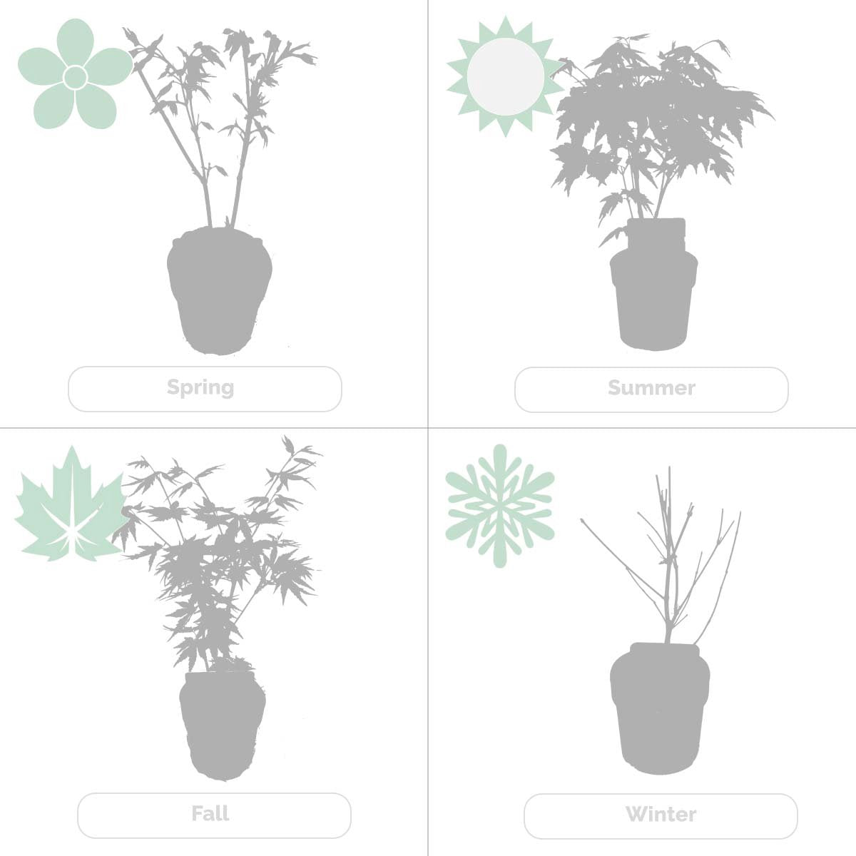 4x Acer Mix - Orange Dream - Going Green - Butterfly - Atropurpureum - ⌀10.5 Cm - 25-30 Cm