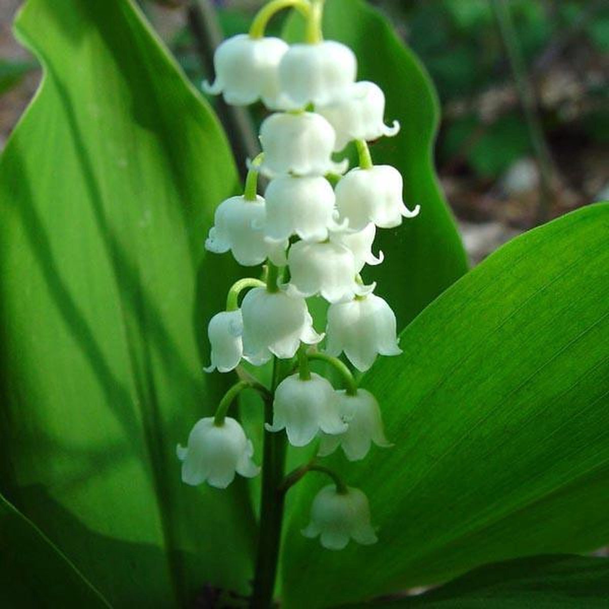 Convallaria Majalis - 10 Planten - Lelietje Van Dalen - Meiklokje - Winterhard - Garden Select