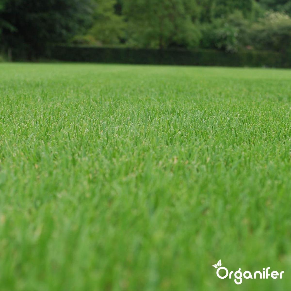 Herstelgazon Graszaad Met Grote Kiemkracht – Fast Repair (1 Kg Voor 50m2) Organifer