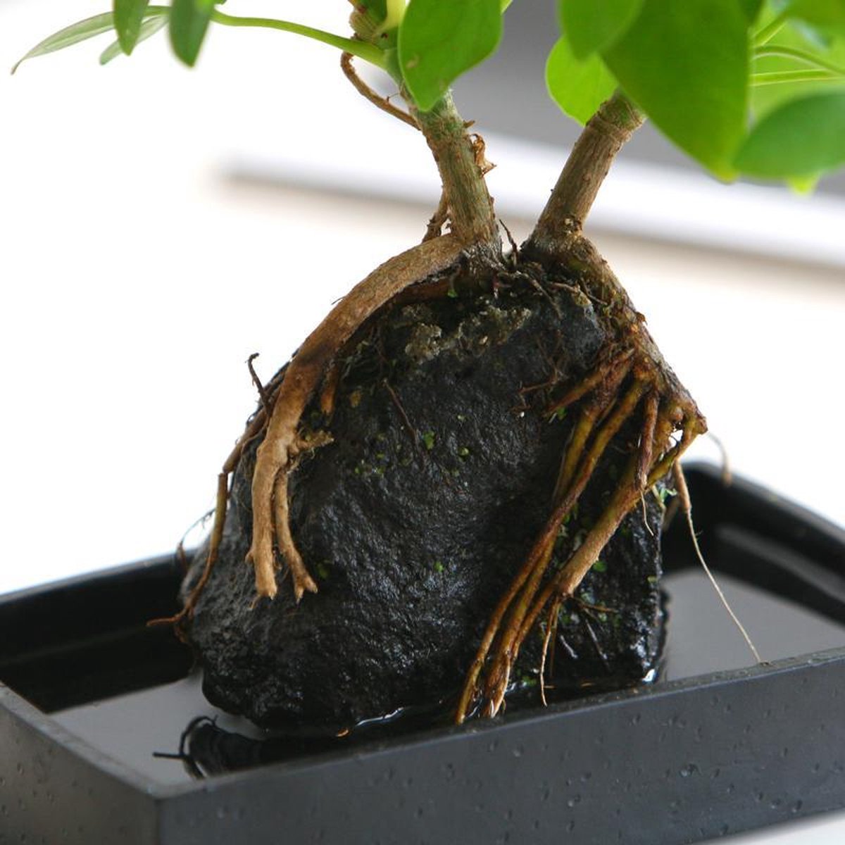 Schefflera Op Lava Steen | Planten | Bloompost