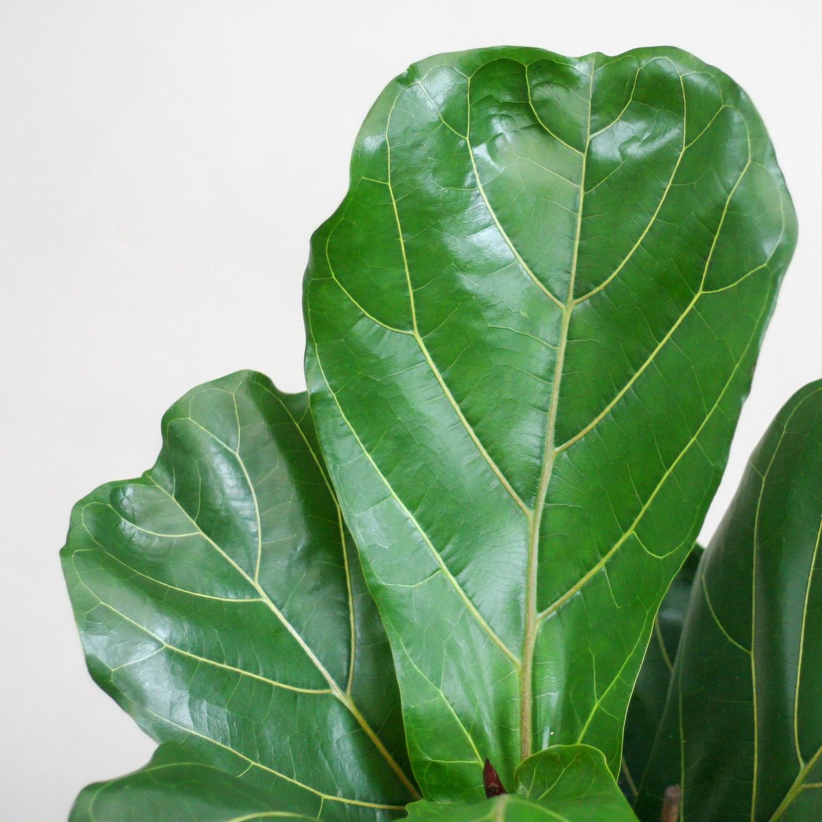 Ficus Lyrata | Groene Kamerplant | Potmaat 21cm | Hoogte 95cm | Geleverd In Kwekerspot