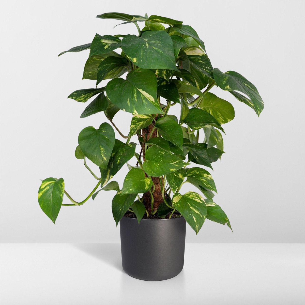 Epipremnum Aureum Mosstok - 60cm