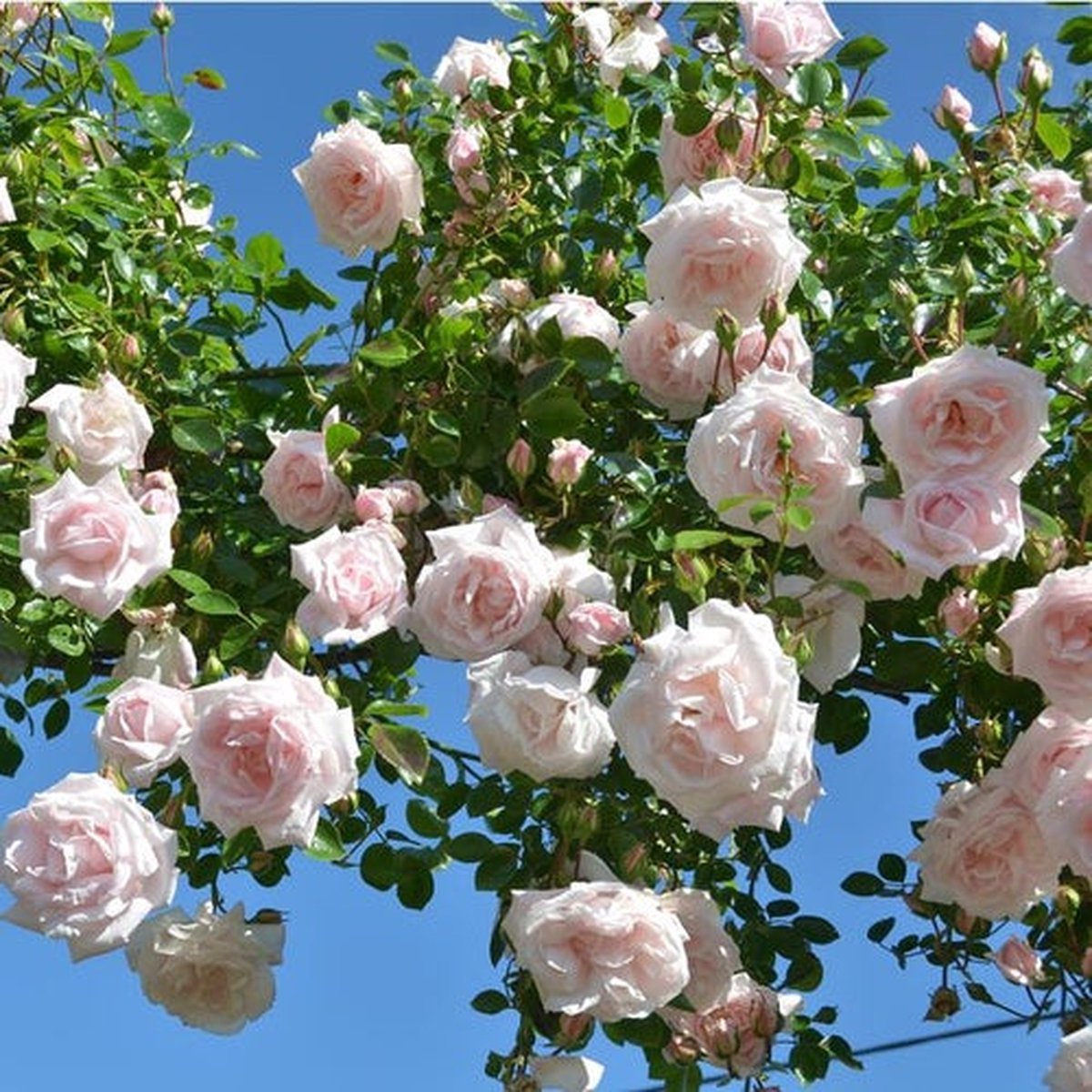 New Dawn (Klimroos) - Klimplant | Roze Doorbloeiende Klimroos - Meerjarig En Winterhard | Roos