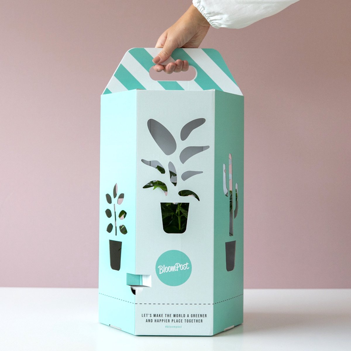 Theeplant | Inclusief Biobased Pot | Kamerplanten | Bloompost