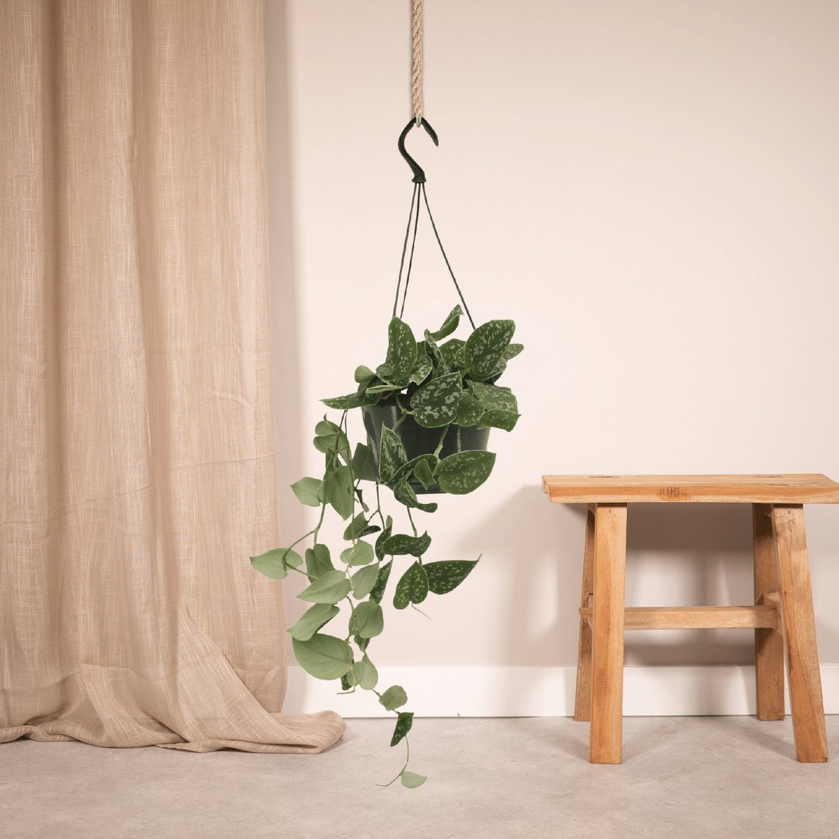 Scindapsus Pictus - Epipremnum - 25cm