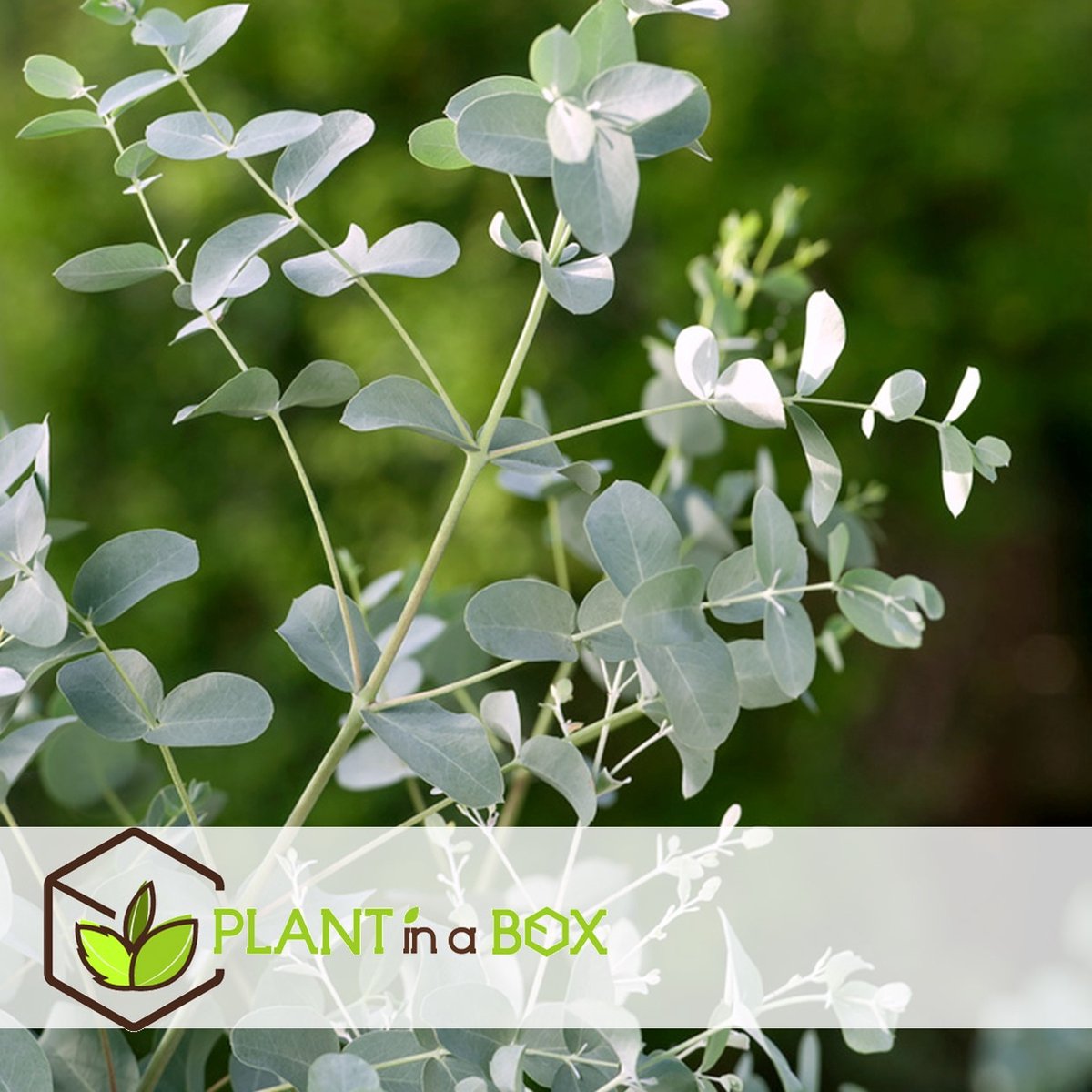 Plant In A Box - Eucalyptus Pulverulenta 'Baby Blue' - Set Van 2 - Pot 13cm - Hoogte 25-40cm