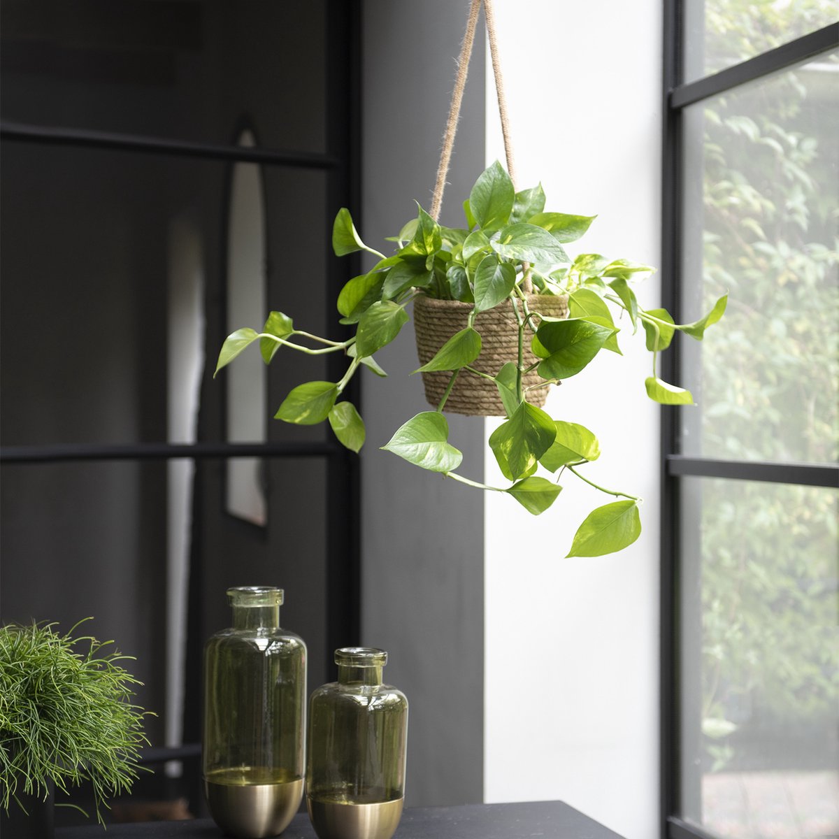 WL Plants - Epipremnum Aureum - Drankenklimop - Hangplant - Hangplanten Voor Binnen - Kamerplanten - Ook Geschikt Als Klimplant - Gemakkelijk Te Verzorgen - ± 30cm Hoog - 17cm Diameter - In Kweekpot