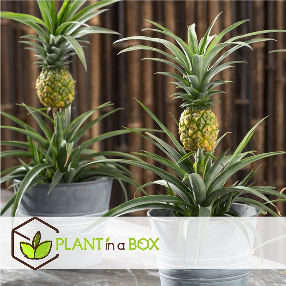 Plant In A Box - Ananasplant Mi Amigo - Kamerplant - Pot 12cm - Hoogte 35-45cm
