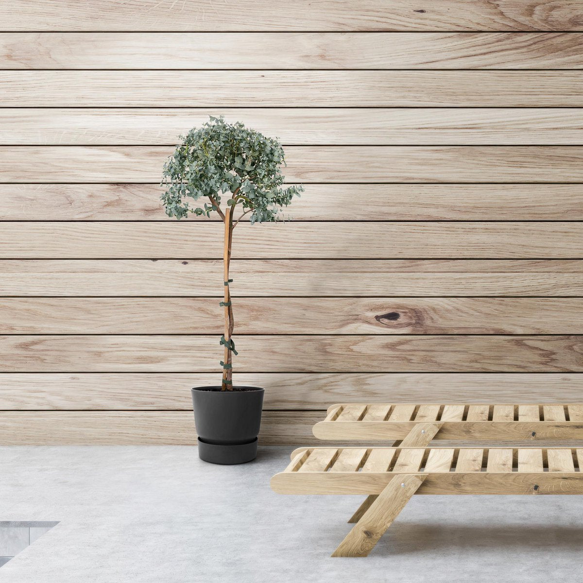 Eucalyptus Op Stam - 80cm - Ø17