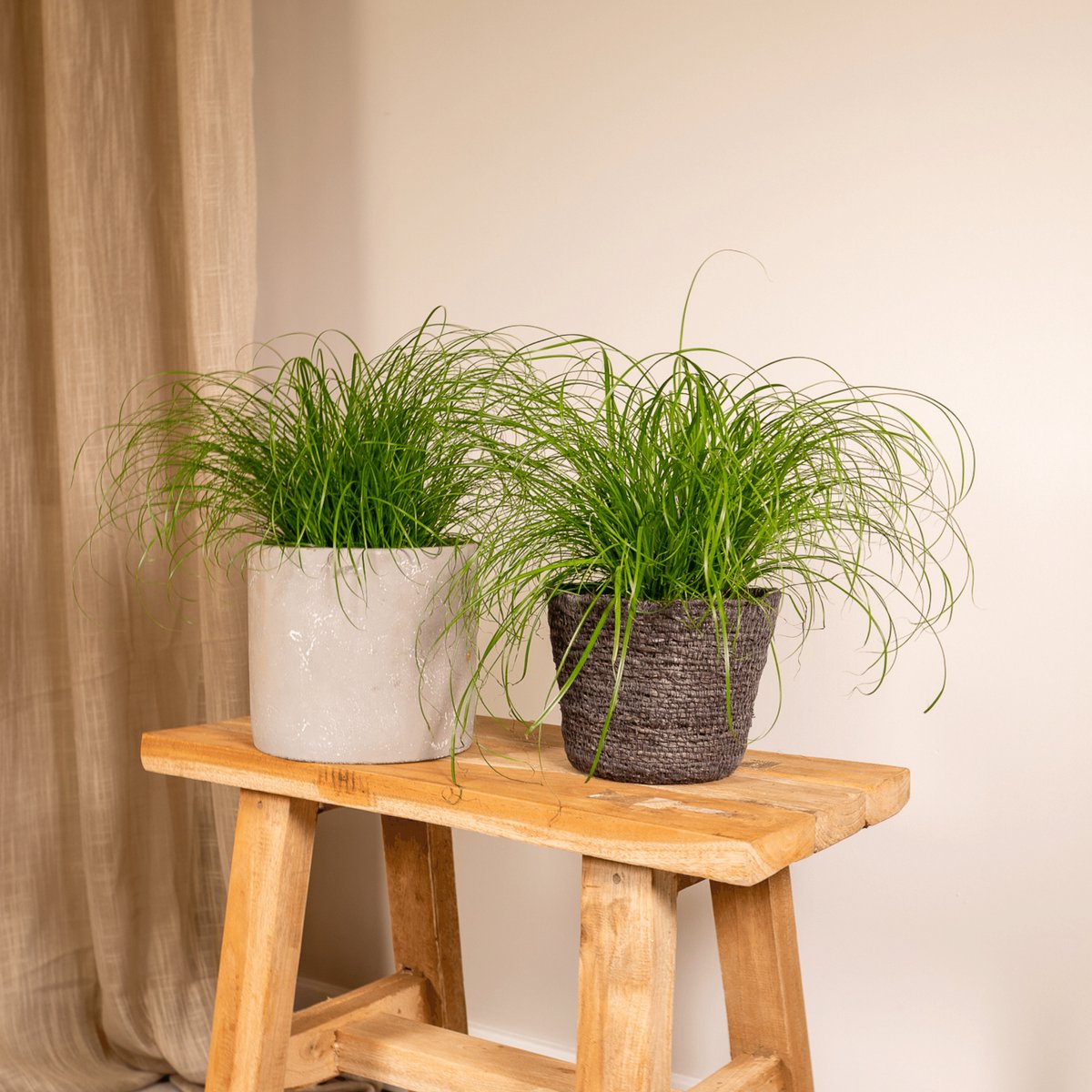 2x Cyperus Alternifolius - Kattengras - 20cm