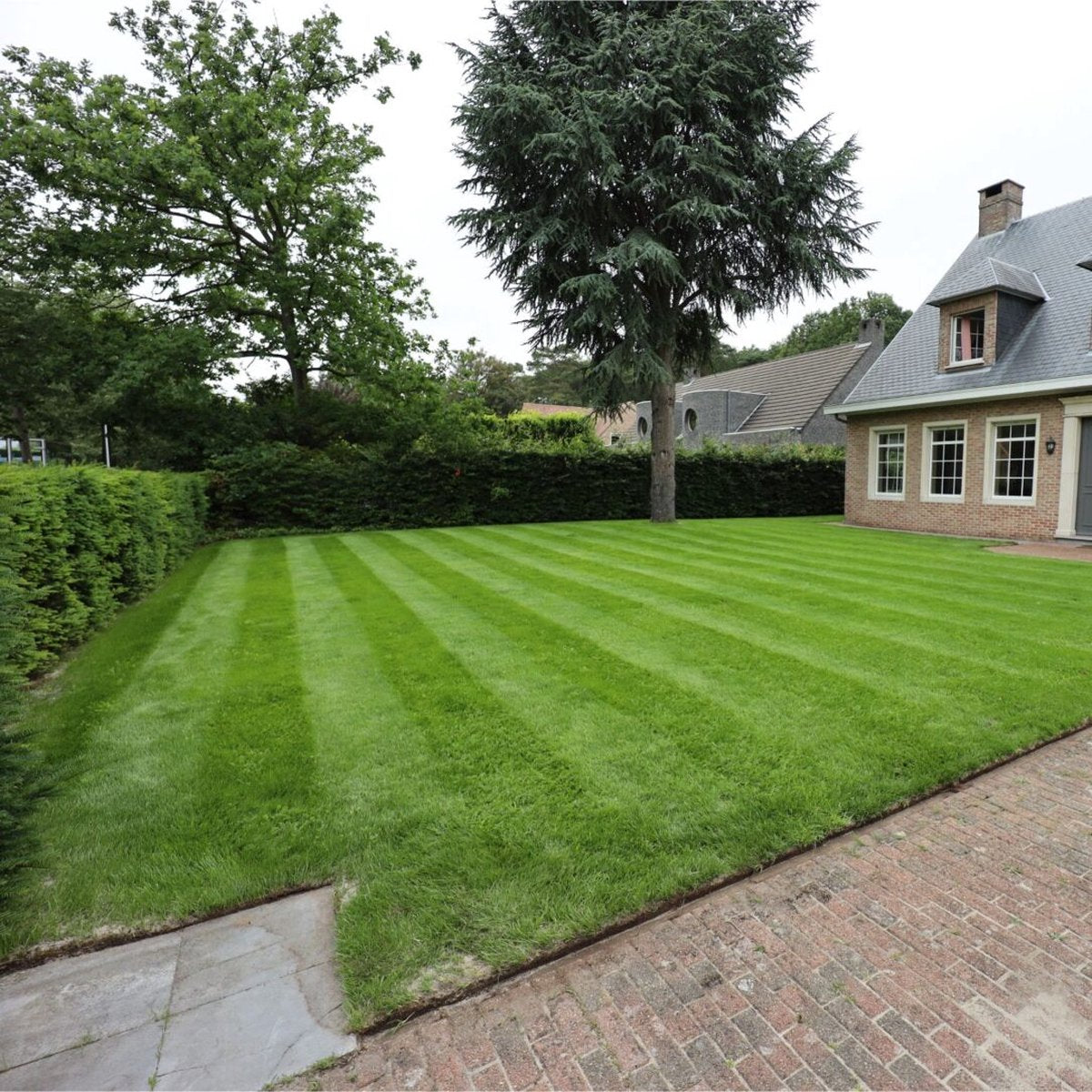 Snelkiemend Power Graszaad Voor 50m² Gras | Hoge Kwaliteit Gras Voor Een Snel Groeiend Meerjarig Gazon