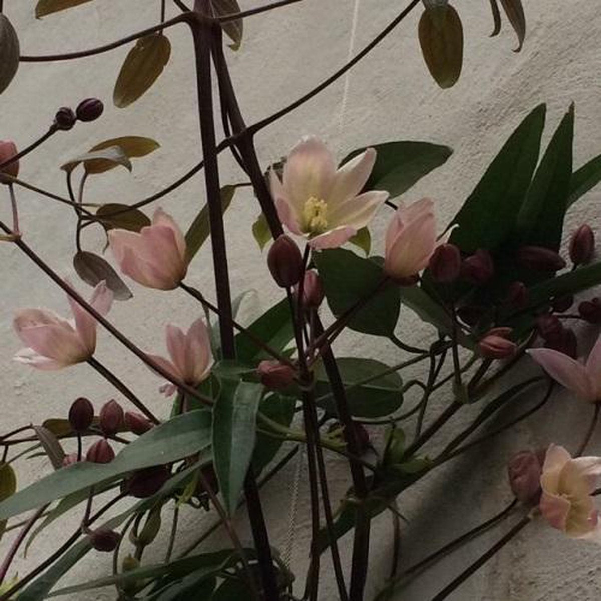 Clematis Apple Blossom | Roze - Meerjarig En Groenblijvend / Wintergroen - Winterharde Tuinplanten - Klimplant | 1.5 Liter Pot