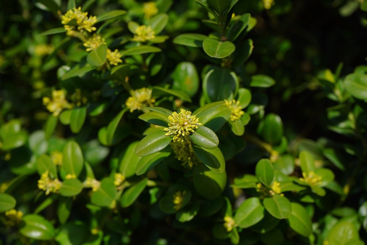 Buxus Sempervirens - 12 Stuks - Haag - Wintergroen - P9