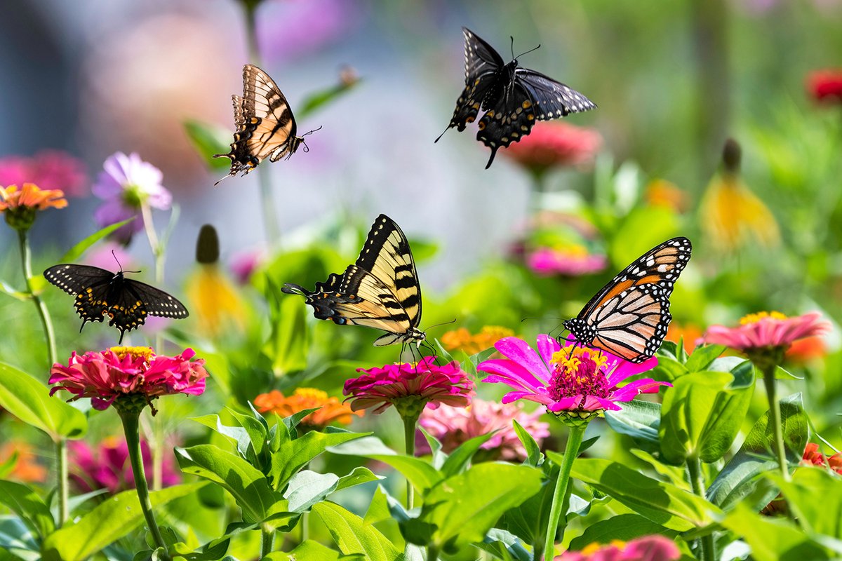 Tuin De Bruijn® Zaden - Bloemenmengsel Voor Bijen En Vlinders