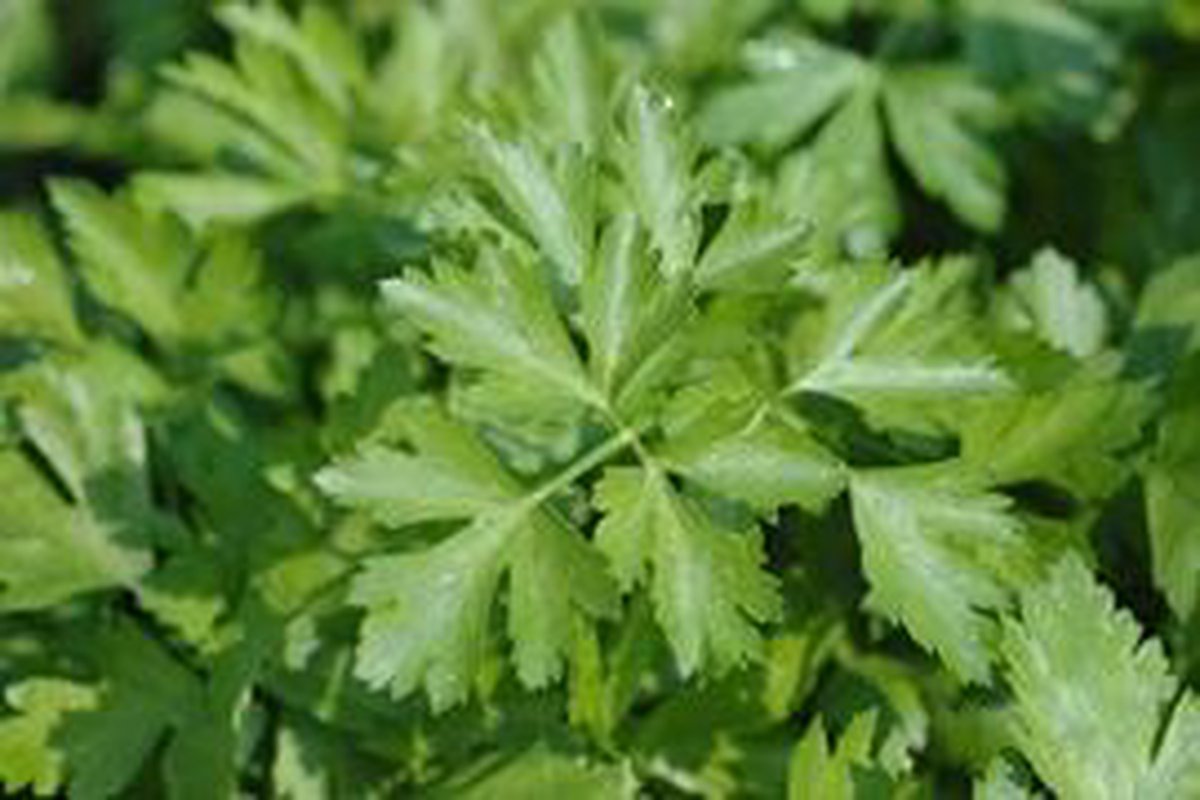 Groene Munt Mentha Spicata - Frisse Muntsmaak.