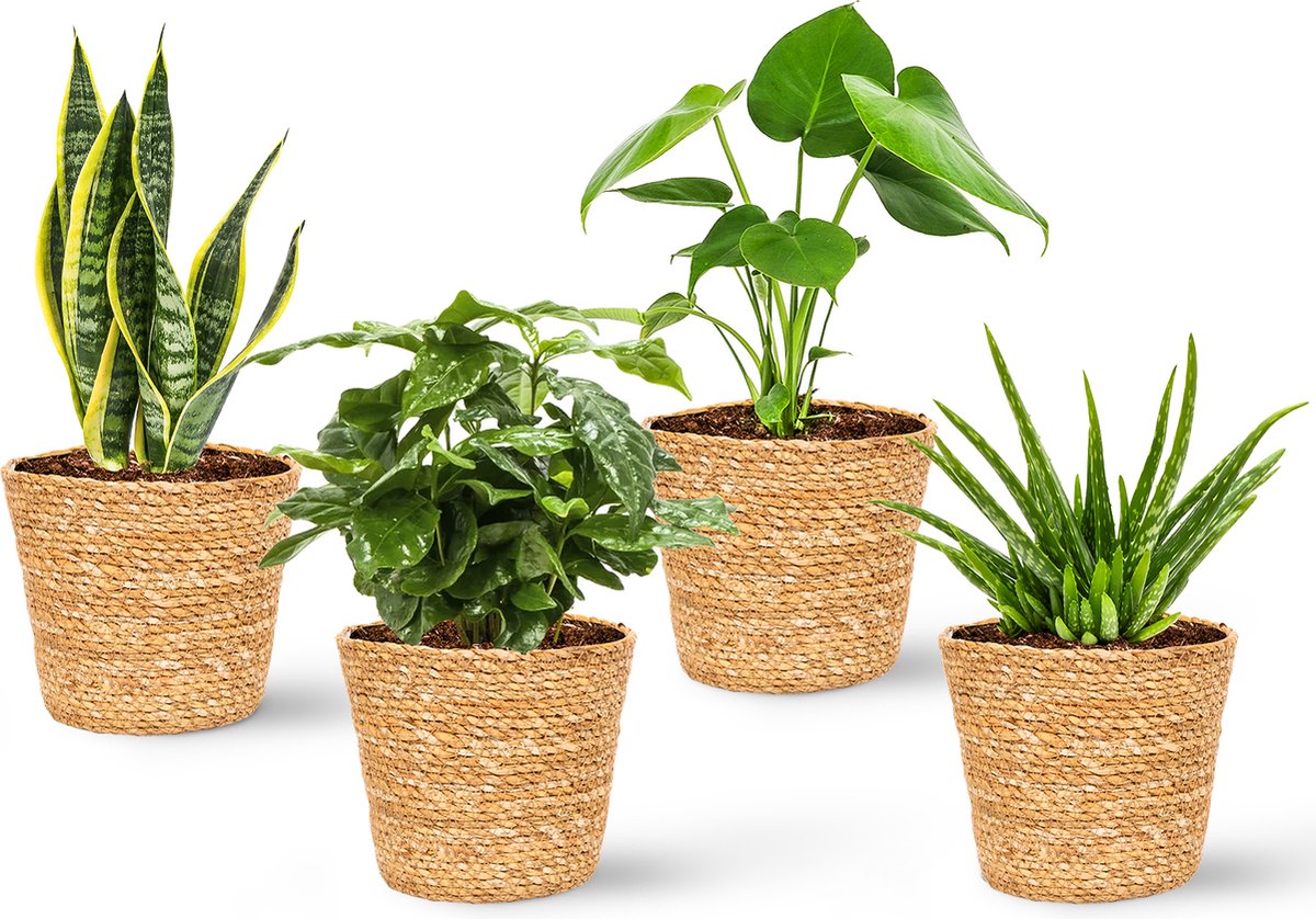 WL Plants - Maki Naturel - Set Van 4 - Plantenmand - Plantenmand Binnen - Bloempot - Plantenhouder - Bloempotten Voor Binnen - Gemaakt Van Riet - 11cm Hoog - 12cm Diameter