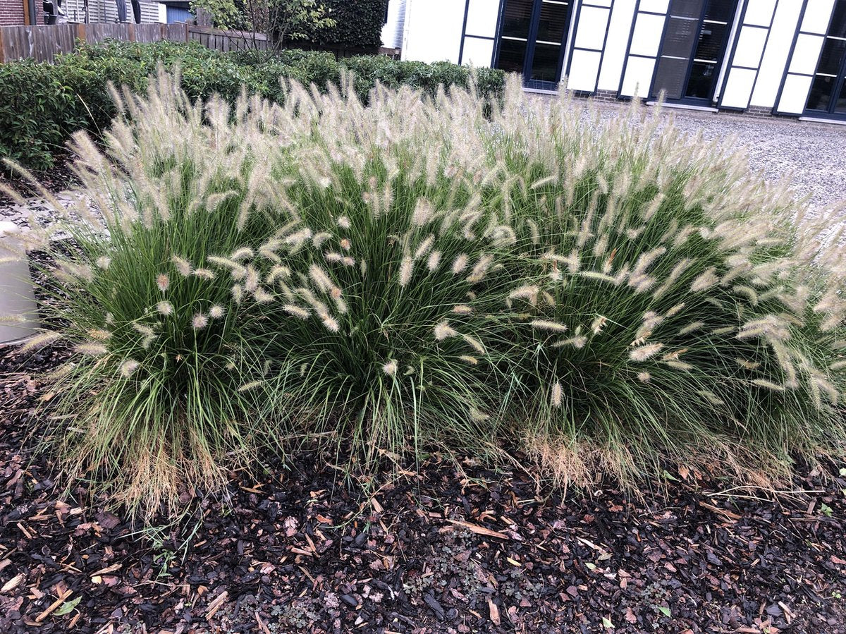 6x Pennisetum Hameln Lampenpoetsersgras In 9x9cm Pot