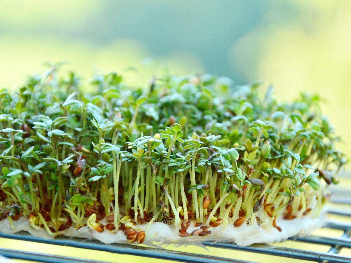 Tuin De Bruijn® Zaden - Tuinkers Alenois - Overvloedige Oogst