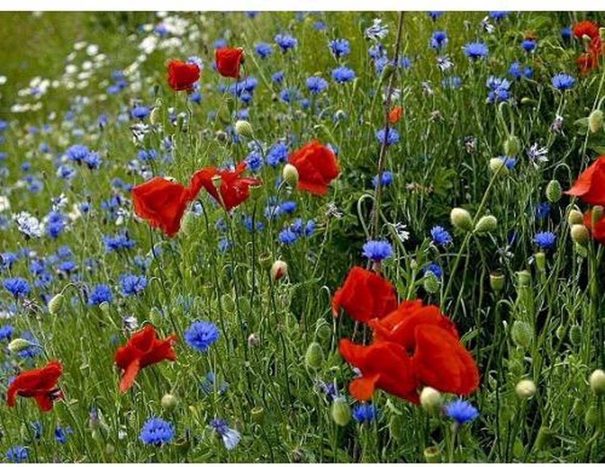 Veldbloemen Old Dutch Meerjarig 5 Gram