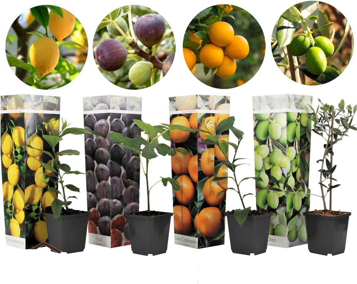 Plant In A Box - Medi Mix - Set Van 4 - Mediterrane Fruitbomen - Pot 9cm - Hoogte 25-40cm