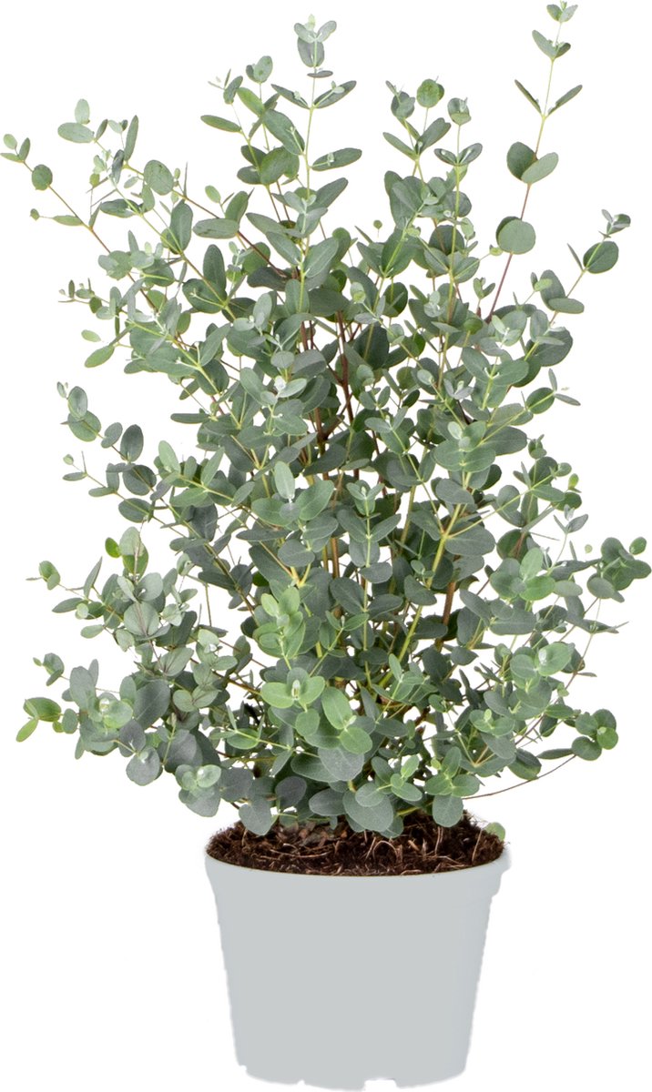Eucalyptus Gunnii - Gomboom - Heester - Groenblijvend - ⌀17 Cm - 40-50 Cm