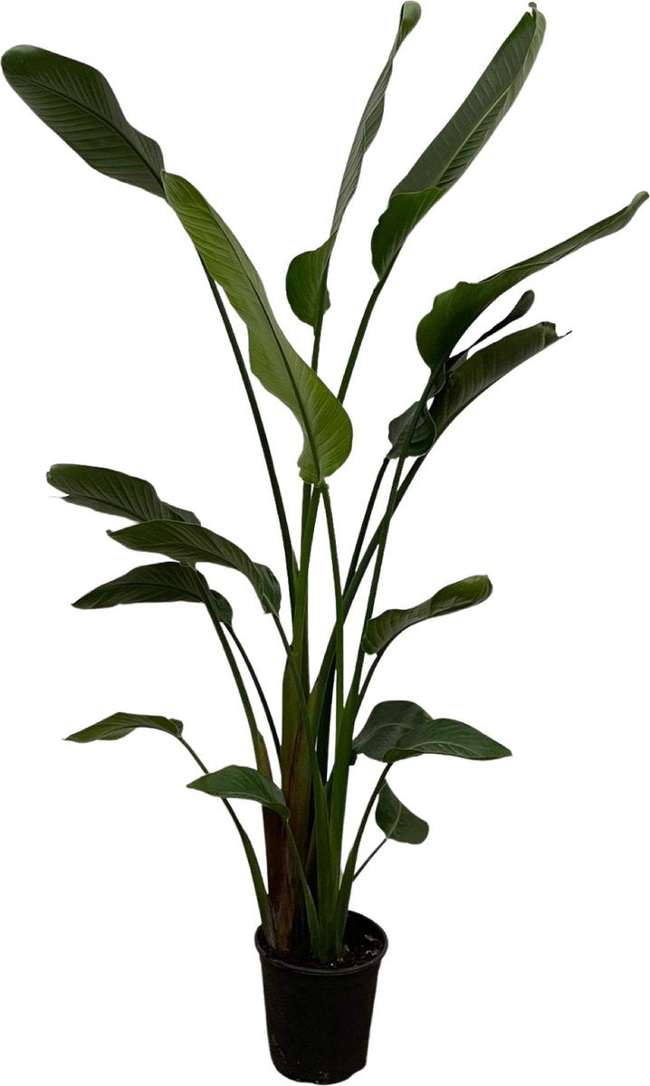 Strelitzia Nicolai - 180cm