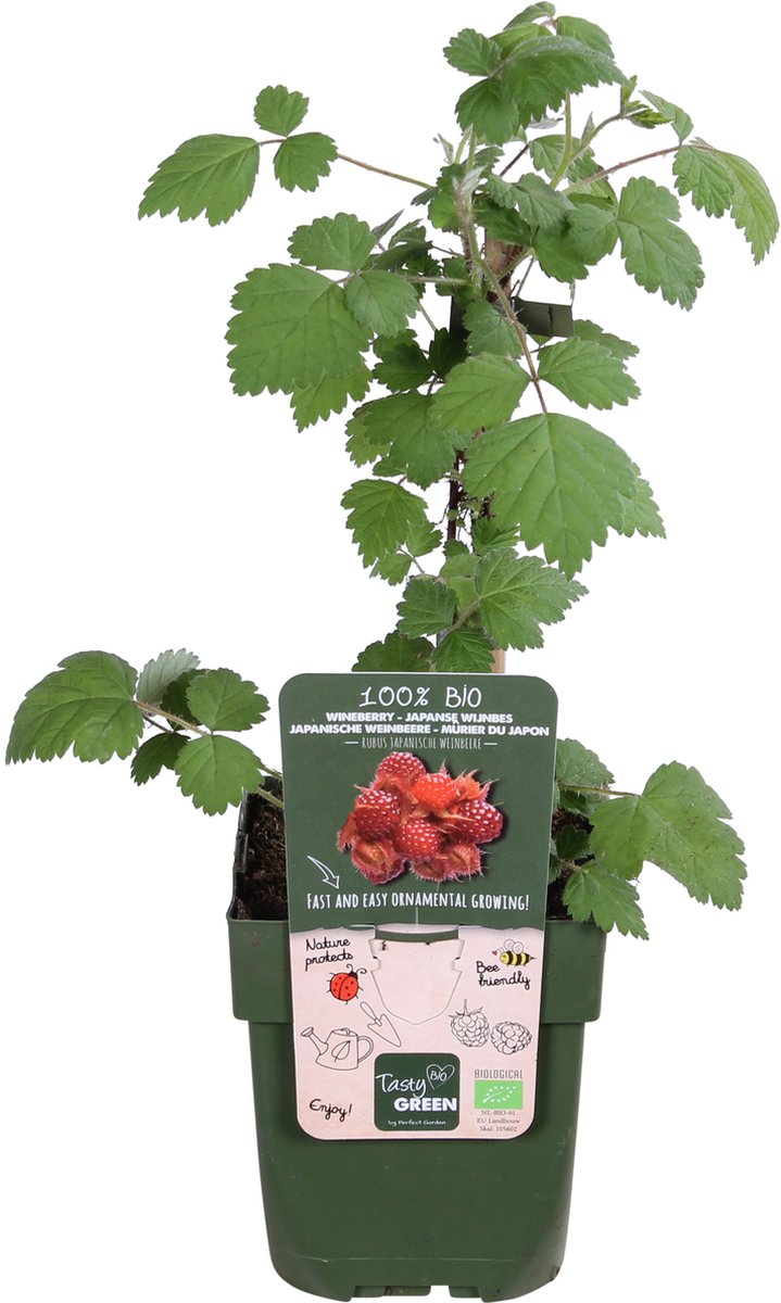 Merkloos Rubus Phoenicolasius - Japanse Wijnbes - BIO Fruitplant